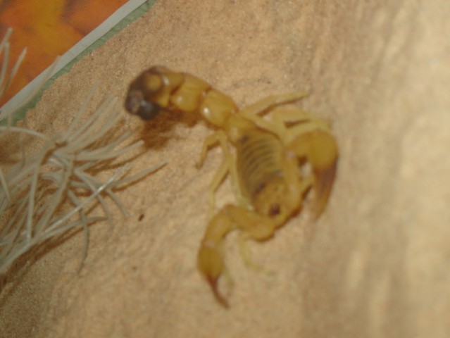 Scorpions - foto