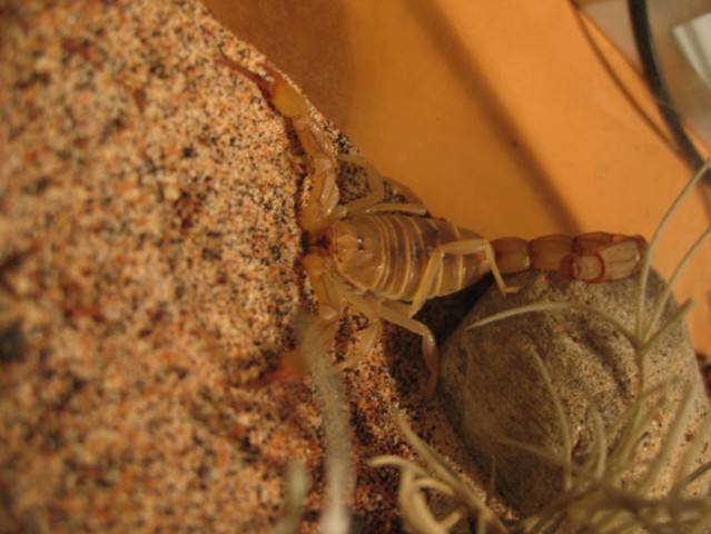 Scorpions - foto