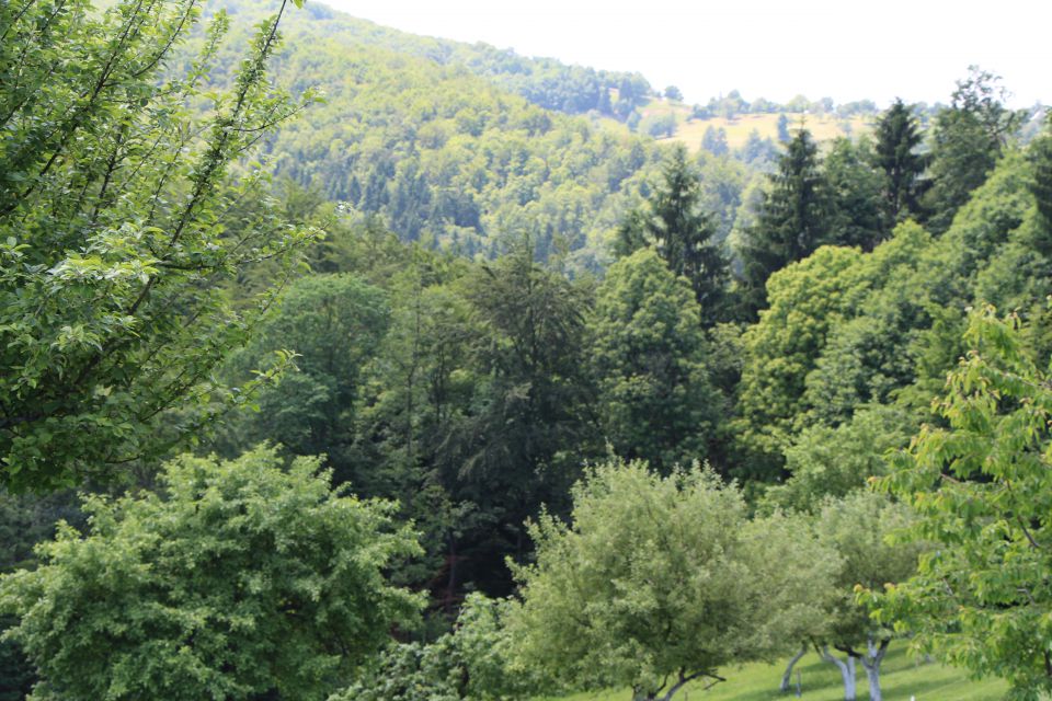 Piknik zbora cum anima 15. 6. 2013 - foto povečava