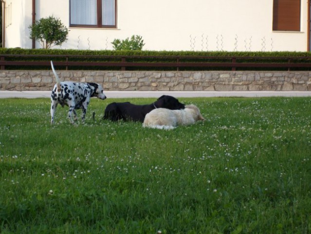 Poletje v parku 08 - foto