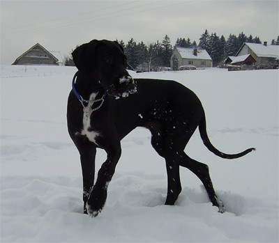 Tiga mladiček:) - foto