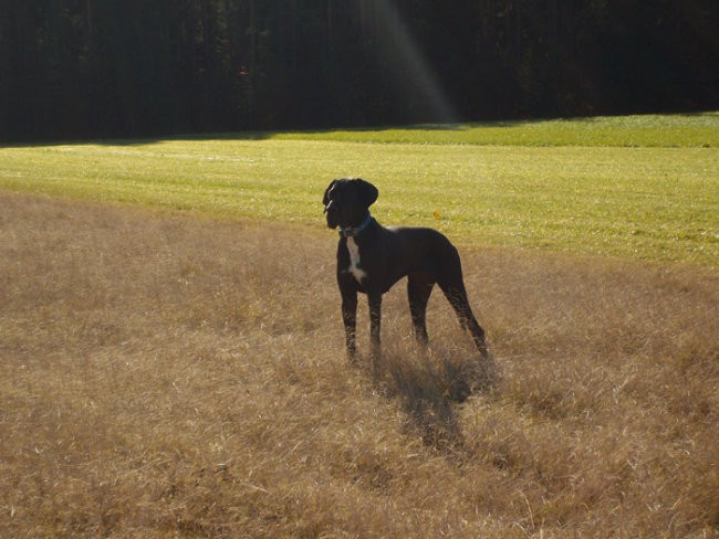 Tiga - foto povečava