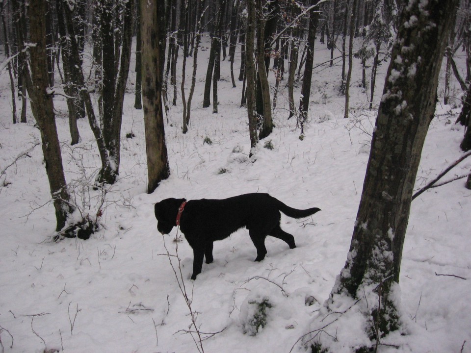 Zimski sprehodi 1.leto - foto povečava