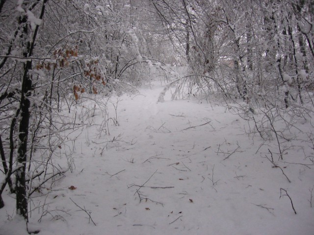 Zimski sprehodi 1.leto - foto