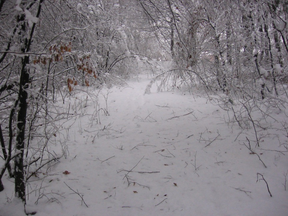 Zimski sprehodi 1.leto - foto povečava