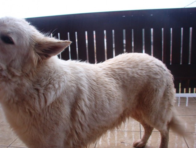 Kana (švicarska bela ovčarka) - foto
