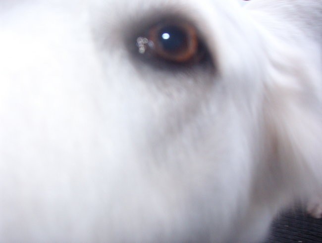 Kana (švicarska bela ovčarka) - foto povečava