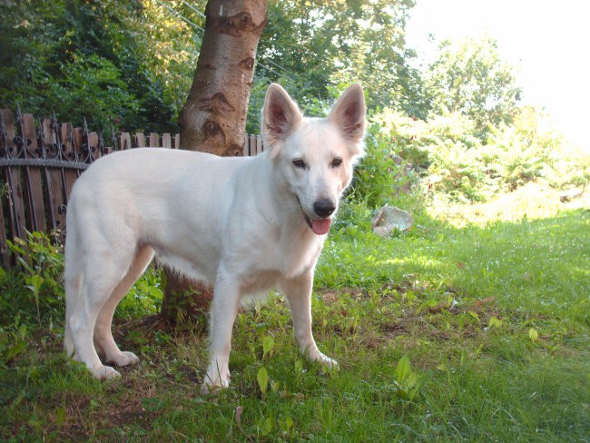 Kana (švicarska bela ovčarka) - foto povečava