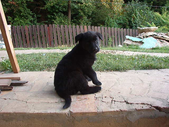 Jimy, layla, bob in mick - foto povečava