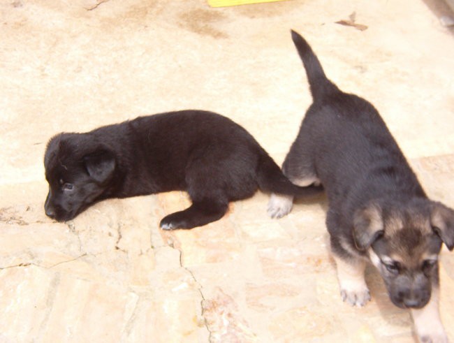 Jimy, layla, bob in mick - foto povečava