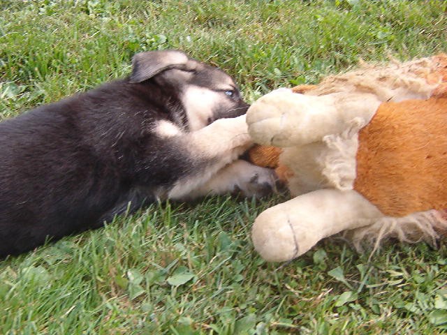 Jimy, layla, bob in mick - foto povečava