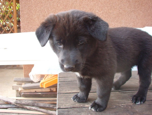 Jimy, layla, bob in mick - foto povečava