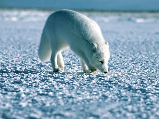 Polarna lisica
