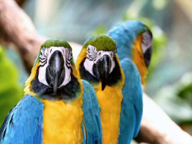 Rumeno-modre papige