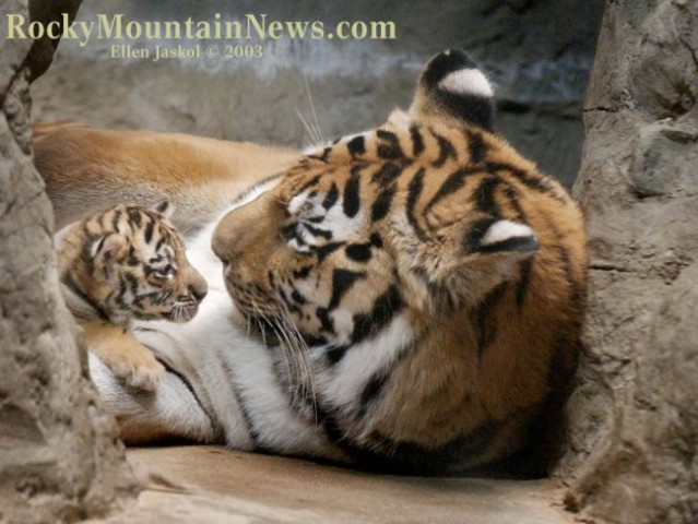 Tigerček z mamico