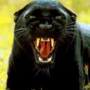 angry!! črni panter
