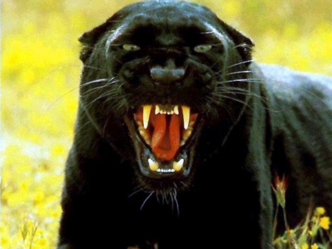 angry!! črni panter