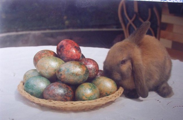 Zajčka - foto