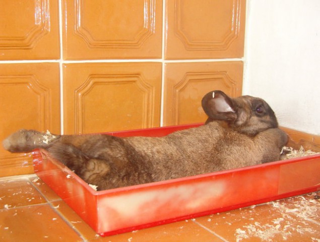 Zajčka - foto