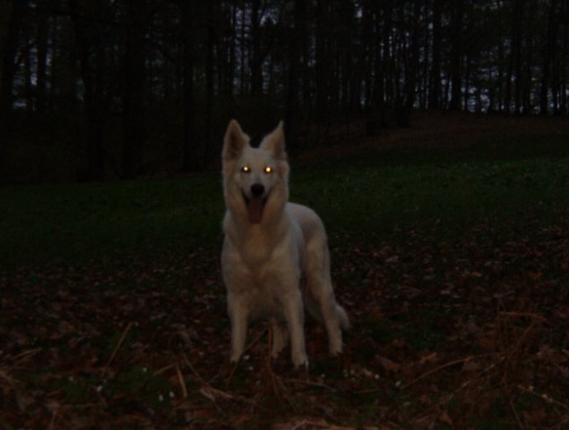 Pozor! V gozdu je bil viden beli volk!