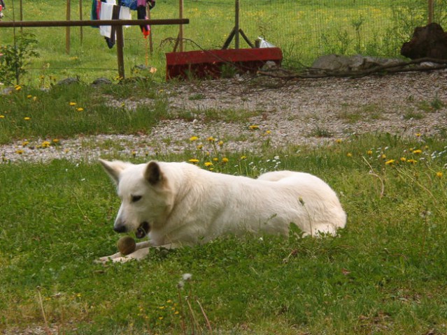 Maj 2006 Soča - foto