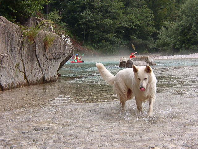 Julij 1006 Soča - foto