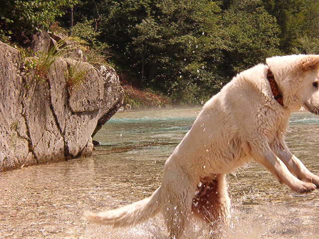 Julij 1006 Soča - foto povečava