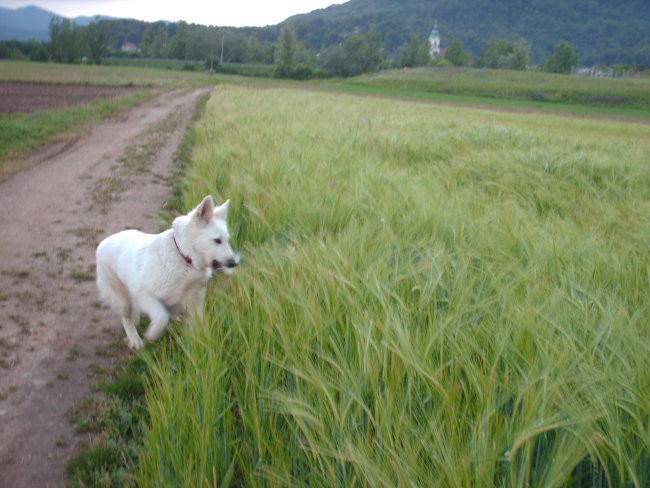 Aska in Kana, 6.5.2007 - foto povečava