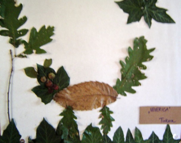 Veverica iz listja in gozdnih plodov, Tinkara