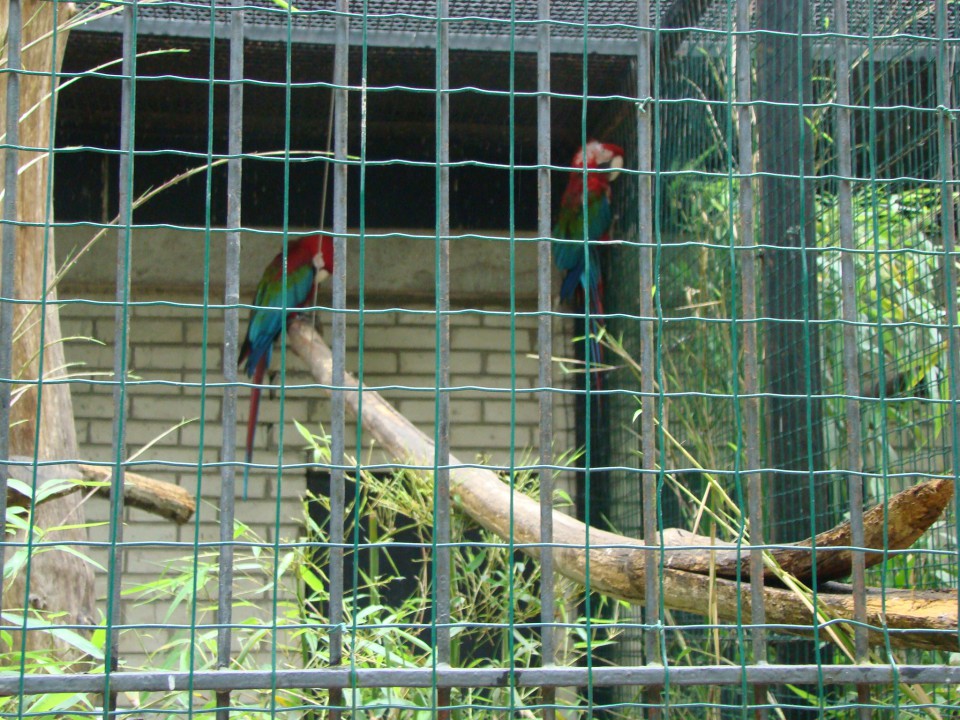 Živalski vrt, 07.06.09 - foto povečava