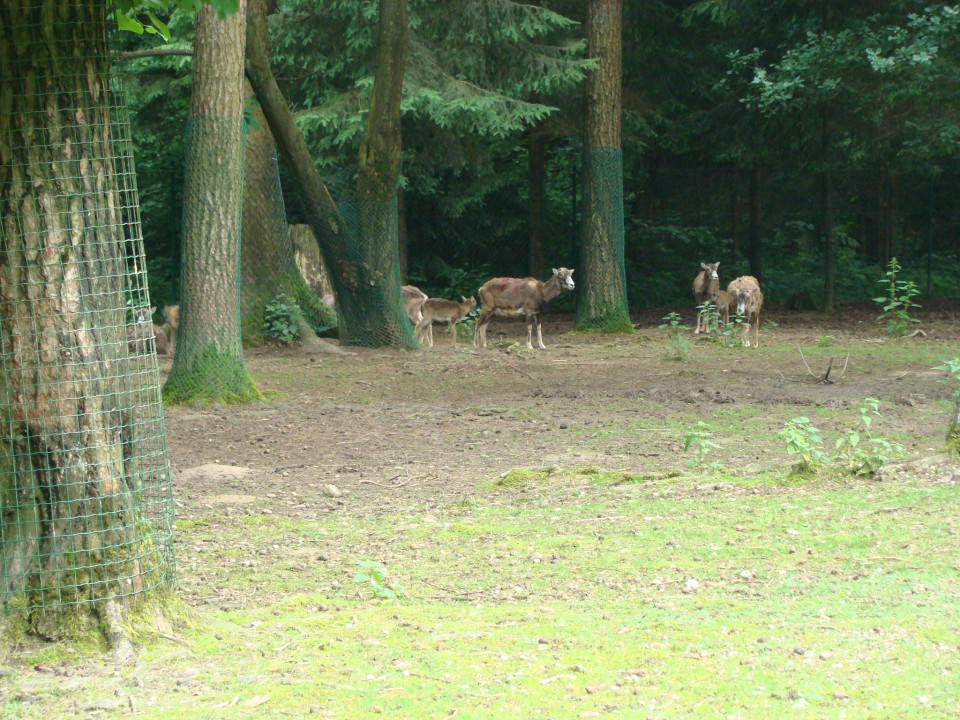 Živalski vrt, 07.06.09 - foto povečava