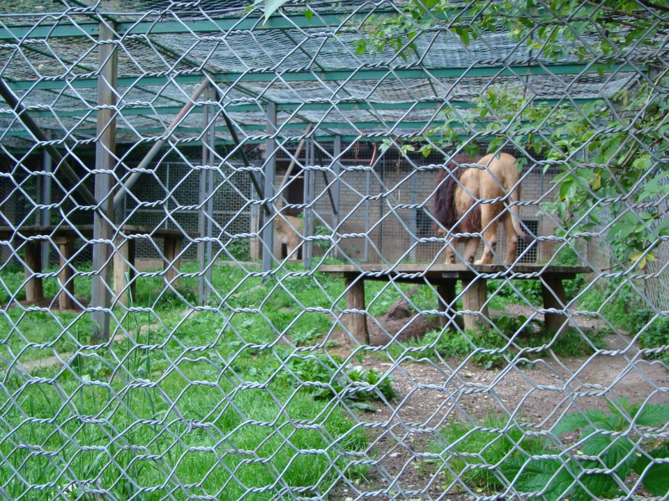 Živalski vrt, 07.06.09 - foto povečava