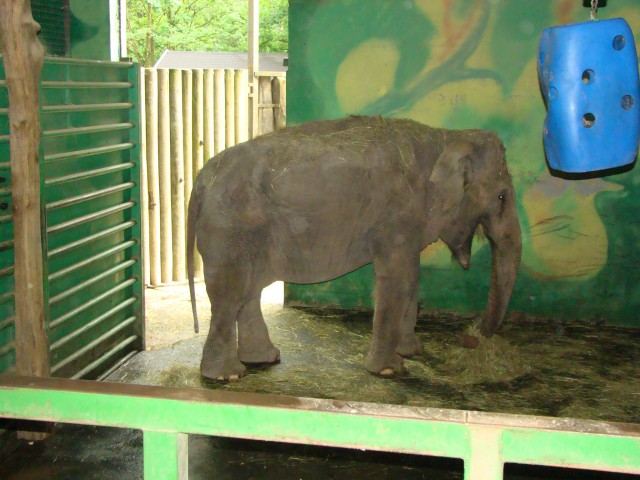 Živalski vrt, 07.06.09 - foto