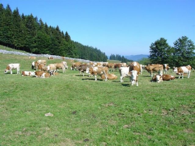 Zg.Okrog-Biba-Šavnice(Goli vrh)-Dom na Menini - foto