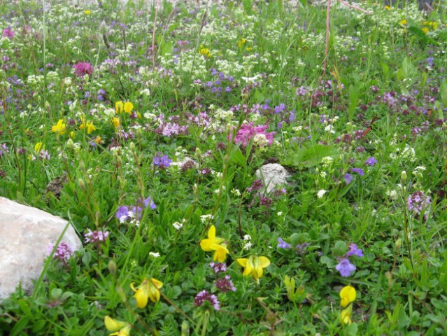 Reška planina-V.Zvoh-Koren-Kalški greben-5.7. - foto