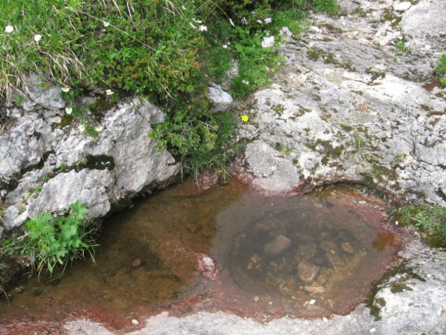 Reška planina-V.Zvoh-Koren-Kalški greben-5.7. - foto