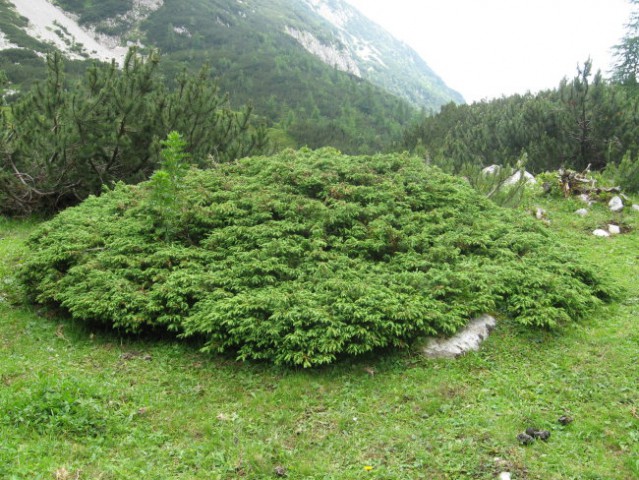 Reška planina-V.Zvoh-Koren-Kalški greben-5.7. - foto