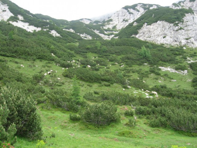 Reška planina-V.Zvoh-Koren-Kalški greben-5.7. - foto