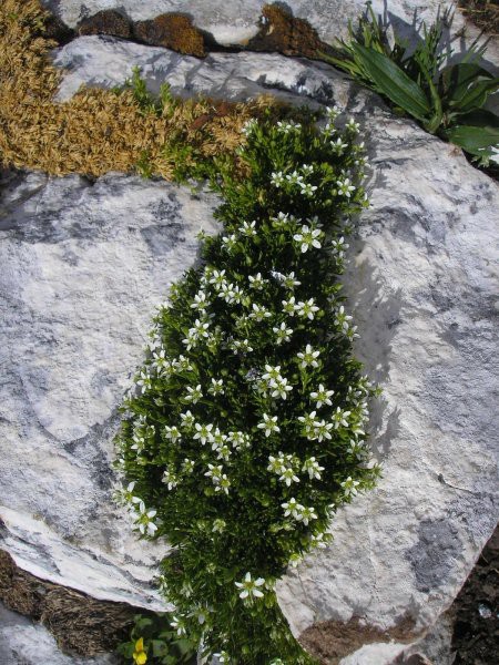 Reška planina-V.Zvoh-Koren-Kalški greben-5.7. - foto