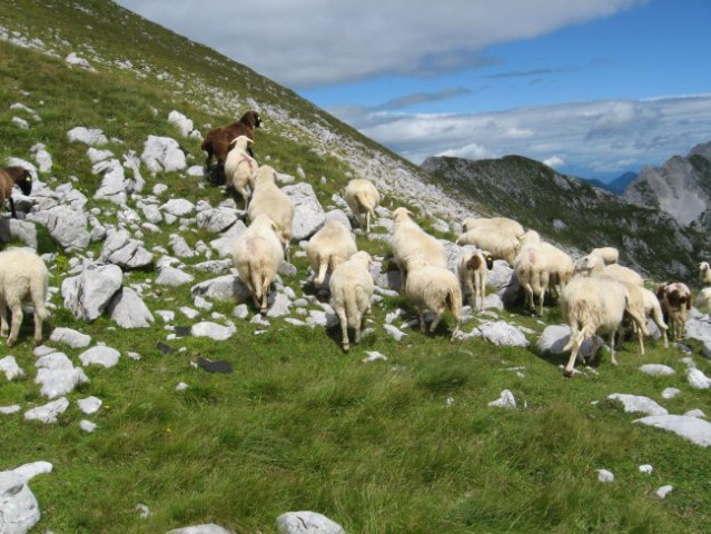 Valvasorjev dom-Prešernova koča-Stol(2236m)-9 - foto