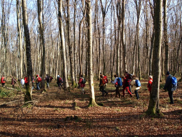 Kostanjevica na Krki-Krakovski gozd-Raka-23.1 - foto