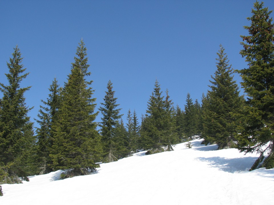 Rebršak-Brložnik-Koča na Smrekovcu-Smrekovec- - foto povečava