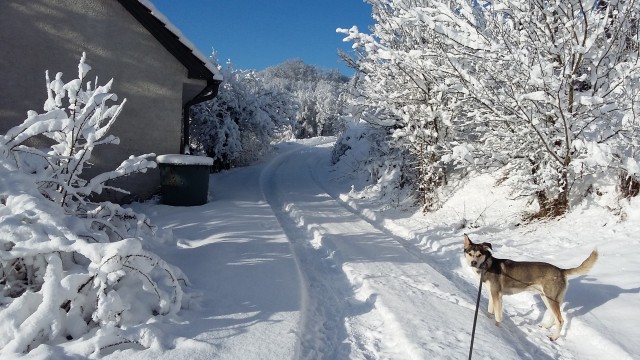 Sneg 2015 - foto