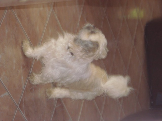Sisy  shih-tzu