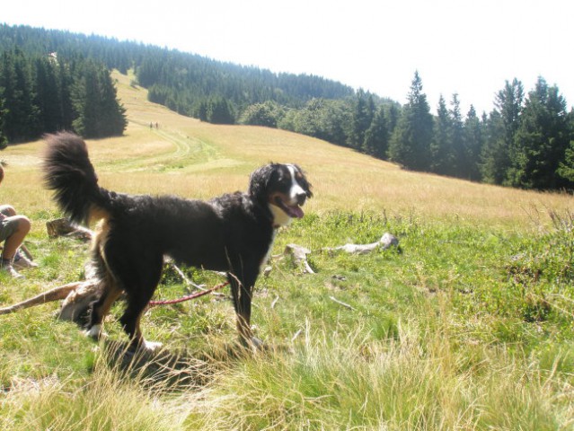 AISHA-POHORJE 2008 - foto