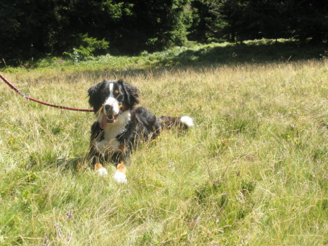 AISHA-POHORJE 2008 - foto