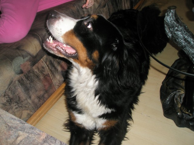 JANUAR 2009 - foto