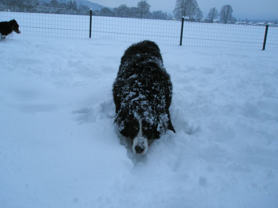 JANUAR 2010 - foto povečava