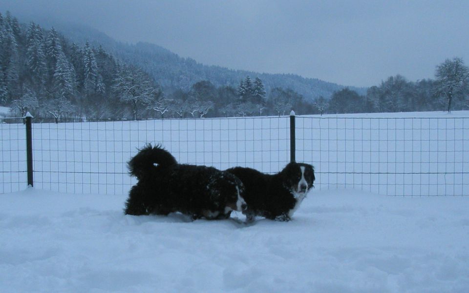 JANUAR 2010 - foto povečava