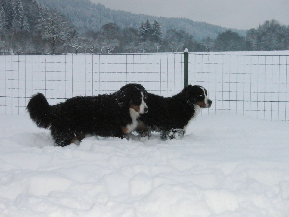 JANUAR 2010 - foto povečava